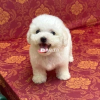 các bé tini-teacup 2 tháng