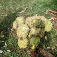 Sầu Riêng Đạ Hoai Lâm Đồng - Món Quà Từ Vườn