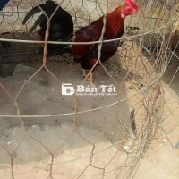 Gà zin tơ mới sổ, dạt đầu
