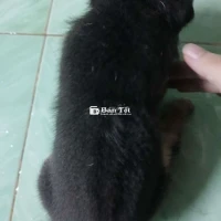 Bán thú cưng quận 12