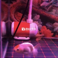 Ranchu 3 Ngòn Cần Tìm Chủ Mới  