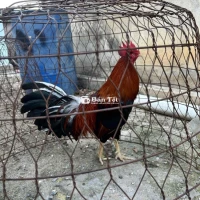 Cần bán gà Điều 2kg5