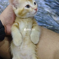 Mèo nhà trồng 2 bé đực