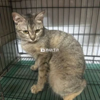 Cần Tìm Nhà Mới Cho Bé Mèo ALN Cái Hiền Ngoan  