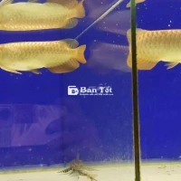 Cần Bán Quá Bối 24K999 Body Đẹp Chuẩn Chỉ  