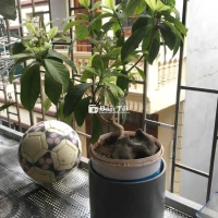 Cây Dành Dành Bonsai Siêu Hoa  