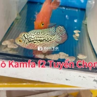 Tuyển Chọn Kamfa F2 Size 1.5n  