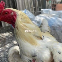 Gà Bướm 1k8 1X - AE Có Trạng Bắt Về Chơi  