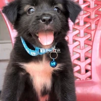 Bé chó cỏ dễ thương