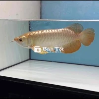 24k9999 Bối Chuẩn Chỉ 23cm