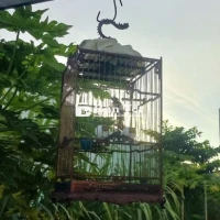 Chào mào đá lân KTL trống - Chim nuôi một năm, lồng không tật lỗi  