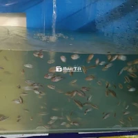 Giảm tải bột Kamfa F3 GB size lá me châu đẹp  