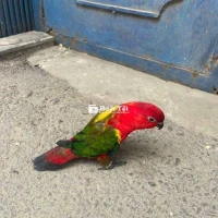 Chim Lory Chattering ngoan dạy nói, màu đỏ rực rạng ngời  