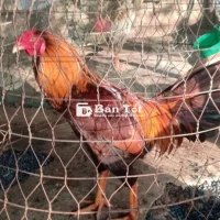 Gà Tay Tốt Lông Mới Cự Mạnh Miệng Tươi - Gà 2 Ký 9 Không Tật Lõi  