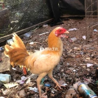 Gà Khét Mỹ Rặc 1 Máu 5 Tháng - Hàng Đẹp Không Tì Vết  