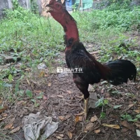 Chuyển nhà về quê không nuôi nữa - Cần bán gà tâm huyết  