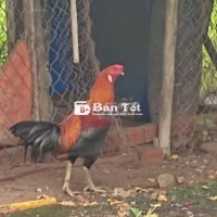 Thanh lý trống Peru 4k3