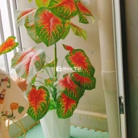 Cây Trầu Bà Cao 1,4m - Thanh Lý Gấp