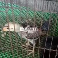 Gà Nòi Asil Mỹ - Gà Trống Gần 3 Tháng Tuổi  