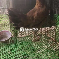 Gà mái khét 2k8.ae về đỗ mái.ga mới 2 lứa