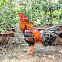Gà Điều 3kg7 Cần Chia Lại