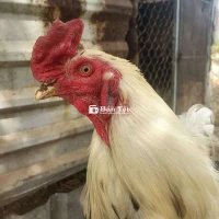 Gà siêu Mỹ 3kg 3x  