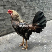Cần bán Gà đá 3D, 1k260 (1.260.000đ)