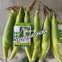 Hạt Giống Bắp Nếp Lai Thanh Bạch F1 - Năng Suất Cao, Ngọt Ngào, Dẻo Bùi