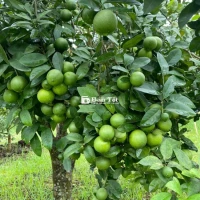 Sỉ chanh tứ quý, to đẹp mọng nước