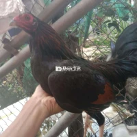 Cần bán Gà Cuban 6.5 tháng, 1kg20, chân to khỏe!