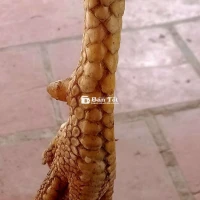 Gà Ua To Hiện 3kg - Gà Tơ Mới 7 Tháng - Liên Hệ Ngay!
