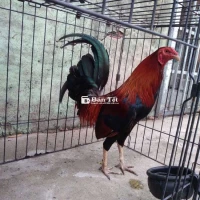 Điều chân trắng 2 cựa đen