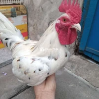 Mẻ siêu đâm đá cựa 1,2kg trạng 1,4kg.