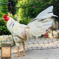 Gà mỹ ben trang gần 2kg9
