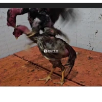 bán gà đòn tơ 2,8kg .có ship xa