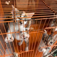 Cho Mèo Con Miễn Phí – KHÔNG BÁN  
