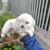 Chó nhà đẻ cần tìm chủ mới
