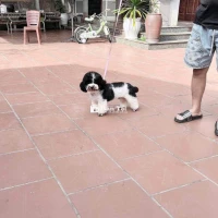 tìm nhà cho con
