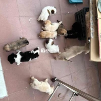 Nhật lai dễ thương Tìm ba mẹ yêu thương các bé nhà mình  