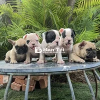Bull Pháp Baby Đáng Yêu