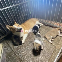 Corgi bao thuần chủng nhà làm