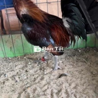 ga xanh hacht zin