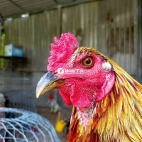 2K8 Tơ 6 Tháng 5 Giá 1 Củ - Đầy Đủ Chi Tiết  