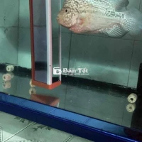 Thanh lý cá La Hán Kamalau F2 size 4 ngón  