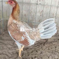 Mái Tre Cuban F1 Mẻ thành tích tốt