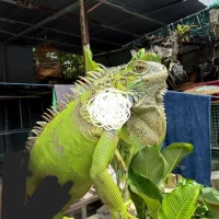 Hok nuôi nữa thanh lý cho ae.  Dày 85cm