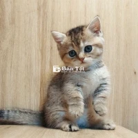 Mèo Munchkin Chân Ngắn Golden NY25 Tìm Chủ