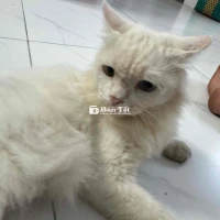 Bán Mèo ALD Trắng Mắt 2 Màu  