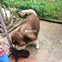 Sang nhượng chó Poodle đen - Mang bầu