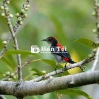 Tìm ốc mít mép